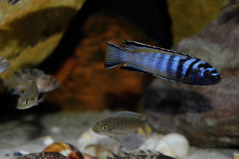 Tropheops kumwera 'Makokola Reef'